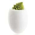 verrine design plastique